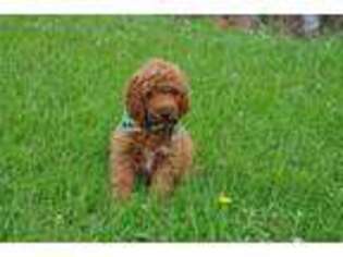 Goldendoodle Puppy for sale in Moulton, IA, USA