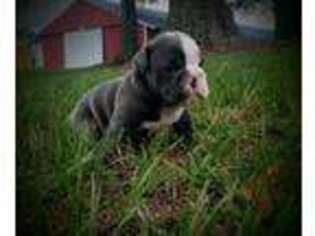 Bulldog Puppy for sale in Samson, AL, USA