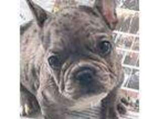 French Bulldog Puppy for sale in Mount Laurel, NJ, USA