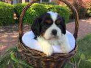 Cavalier King Charles Spaniel Puppy for sale in Lititz, PA, USA