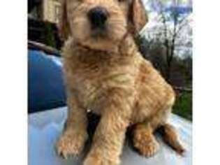 Goldendoodle Puppy for sale in Hendersonville, NC, USA