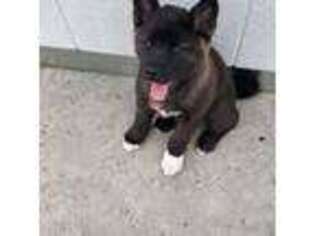 Akita Puppy for sale in Long Beach, CA, USA