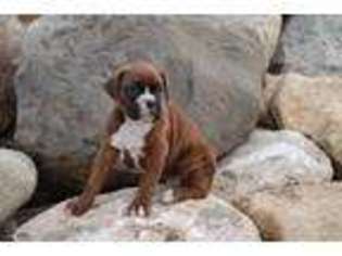 Boxer Puppy for sale in Bradford, OH, USA