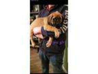 Mastiff Puppy for sale in Gray, GA, USA