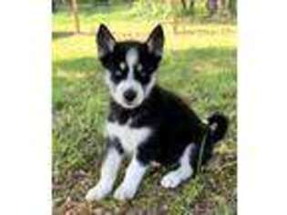Siberian Husky Puppy for sale in Lowell, AR, USA
