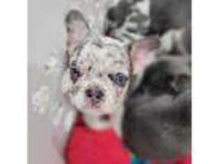French Bulldog Puppy for sale in Frankford, MO, USA