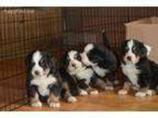 Bernese Mountain Dog Puppy for sale in Enosburg Falls, VT, USA