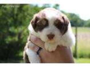 Australian Shepherd Puppy for sale in Climax, MI, USA
