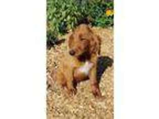 Goldendoodle Puppy for sale in Jefferson, TX, USA