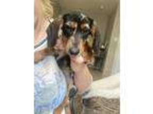 Dachshund Puppy for sale in Concord, NC, USA