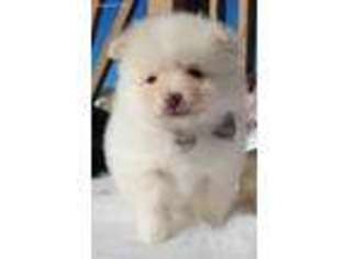 Pomeranian Puppy for sale in Wentzville, MO, USA