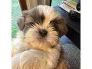 Mutt Puppy for sale in Warrenton, VA, USA