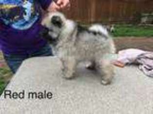 Keeshond Puppy for sale in Valley View, TX, USA