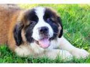 Saint Bernard Puppy for sale in Middleburg, PA, USA