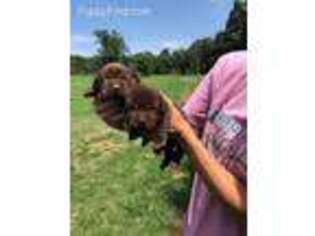 Labrador Retriever Puppy for sale in Burlington, NC, USA