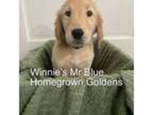 Golden Retriever Puppy for sale in Spring Hill, KS, USA