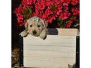 Mutt Puppy for sale in Hiddenite, NC, USA