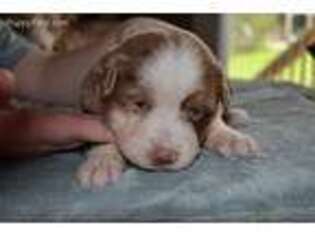 Miniature Australian Shepherd Puppy for sale in Shady Spring, WV, USA