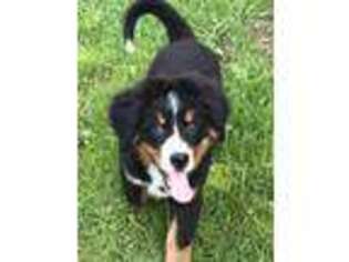 Bernese Mountain Dog Puppy for sale in Perry, MI, USA