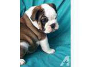 Bulldog Puppy for sale in GARDENA, CA, USA