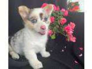 Pembroke Welsh Corgi Puppy for sale in Lynn, IN, USA