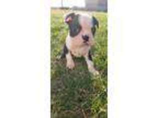 Boston Terrier Puppy for sale in Manchester, IA, USA
