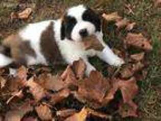 Saint Bernard Puppy for sale in Toccoa, GA, USA