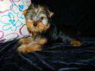 Yorkshire Terrier Puppy for sale in Center Point, TX, USA