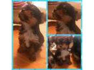 Yorkshire Terrier Puppy for sale in Cookstown, NJ, USA