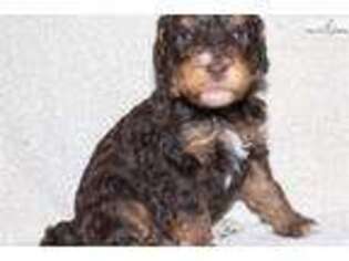 Mutt Puppy for sale in Ashtabula, OH, USA