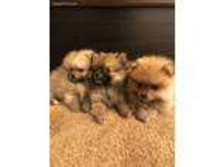 Pomeranian Puppy for sale in Spring Valley, CA, USA