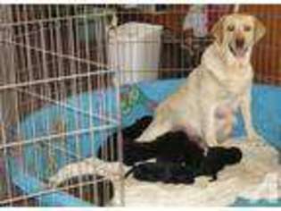 Labrador Retriever Puppy for sale in JANESVILLE, CA, USA