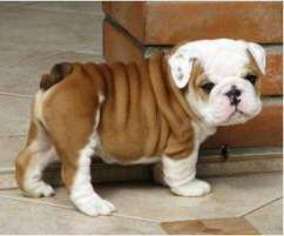 Bulldog Puppy for sale in Lebanon, VA, USA