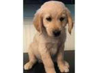 Golden Retriever Puppy for sale in Danville, NH, USA