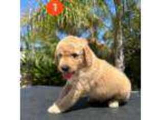 Goldendoodle Puppy for sale in La Mesa, CA, USA