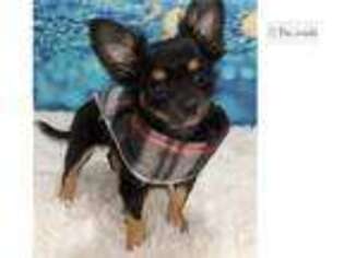 Chihuahua Puppy for sale in Clarksville, TN, USA