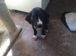 Great Dane Puppy for sale in Morgantown, KY, USA