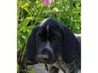 German Shorthaired Pointer Puppy for sale in Palmerton, PA, USA