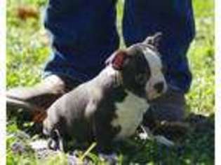 Boston Terrier Puppy for sale in Argyle, IA, USA