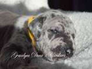 Great Dane Puppy for sale in Bell Buckle, TN, USA