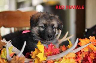 German Shepherd Dog Puppy for sale in Beryl, UT, USA