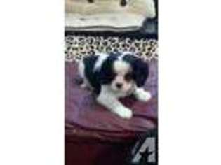 Cavalier King Charles Spaniel Puppy for sale in WAYNE, NJ, USA