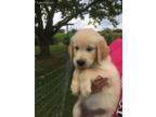Golden Retriever Puppy for sale in Sturgis, MI, USA
