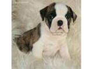 Bulldog Puppy for sale in Queen Creek, AZ, USA