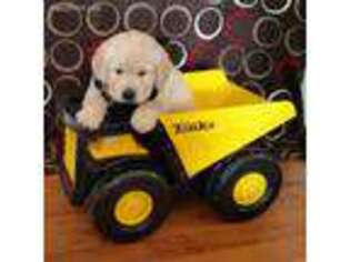 Golden Retriever Puppy for sale in Hillsboro, KS, USA
