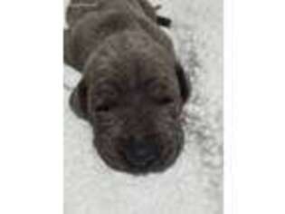 Great Dane Puppy for sale in Eldridge, MO, USA