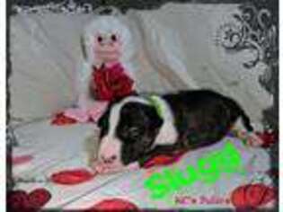 Bull Terrier Puppy for sale in Bowling Green, KY, USA