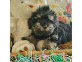 Havanese Puppy for sale in Willcox, AZ, USA