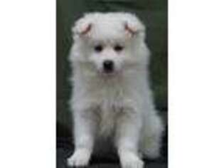 American Eskimo Dog Puppy for sale in Memphis, MO, USA