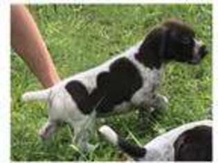 German Shorthaired Pointer Puppy for sale in Gainesville, FL, USA